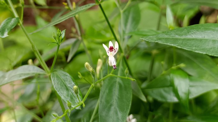 Андрографис